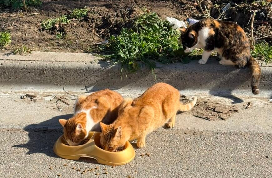 Buscan hogares de tránsito y adopción para los…