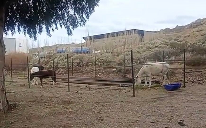 Caballos sueltos secuestrados: el Municipio intervino y advirtió que podrían ser rematados o donados