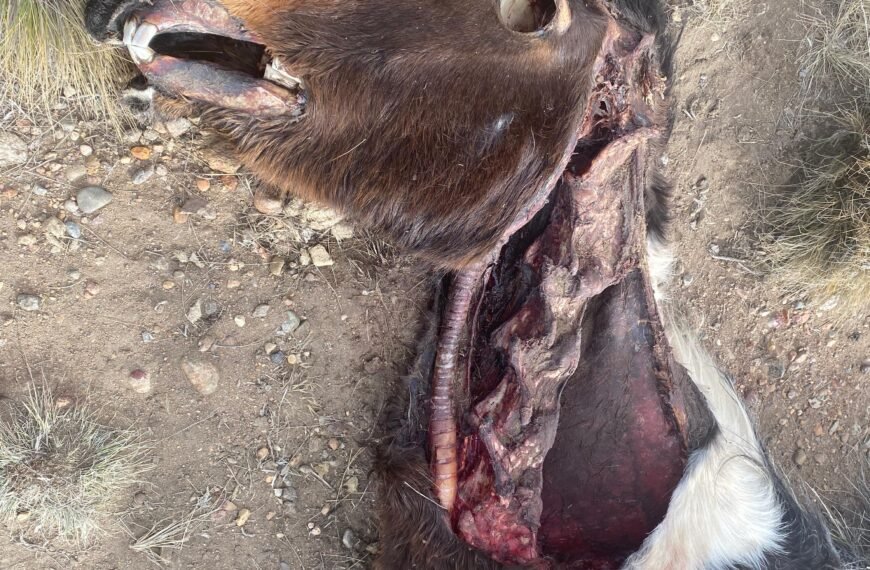 El misterio de los caballos mutilados en Rio Mayo: “No había sangre ni rastros”
