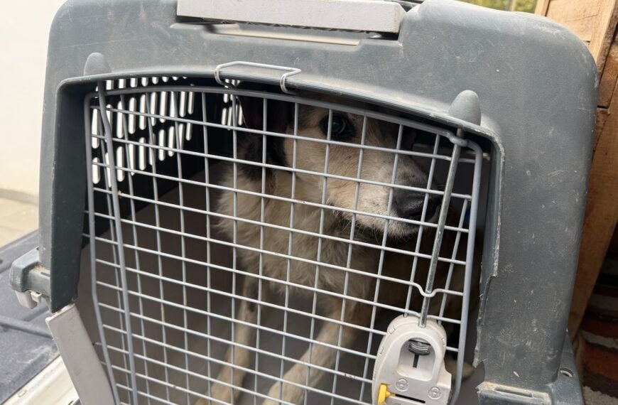 Nico deja la internación y busca un hogar&hellip;
