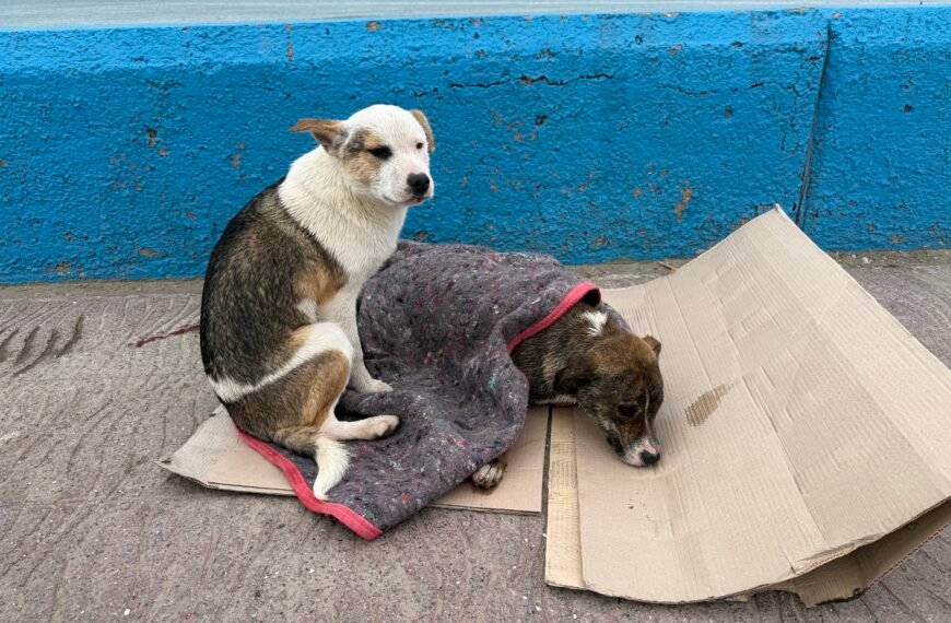 Rescataron a dos cachorros que cayeron al mar&hellip;