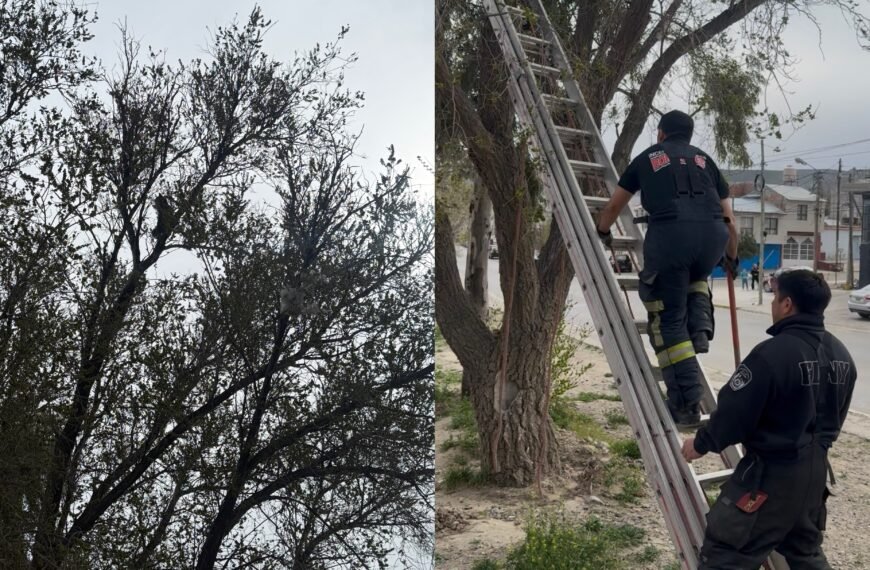 Bomberos intentaron rescatar a un gato atrapado desde hace tres días en lo alto de un árbol