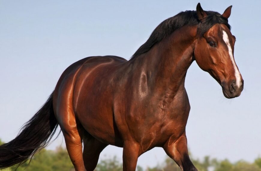 Advierten que matar caballos de manera clandestina puede&hellip;