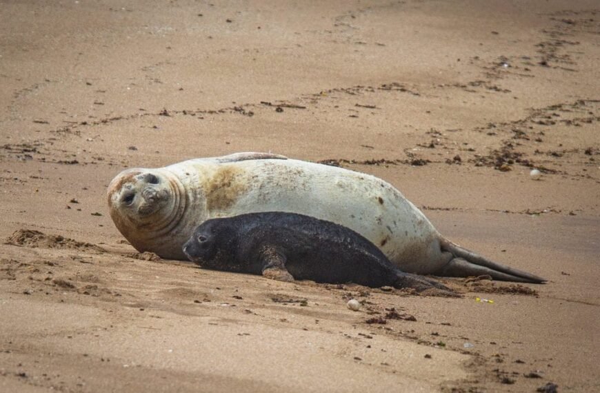 Nació un elefante marino en Mar del Plata:&hellip;